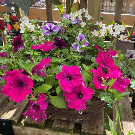 Hanging Basket Summer Berry Swirl