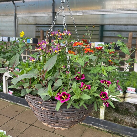 Hanging Basket Summer Bollywood