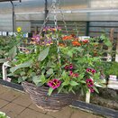 Hanging Basket Summer Bollywood