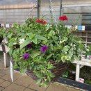 Hanging Basket Summer Patriot
