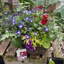 Hanging Basket Summer Patriot