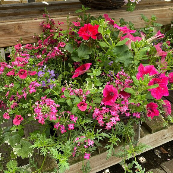 Hanging Basket Summer Royal