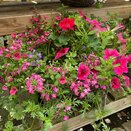 Hanging Basket Summer Royal