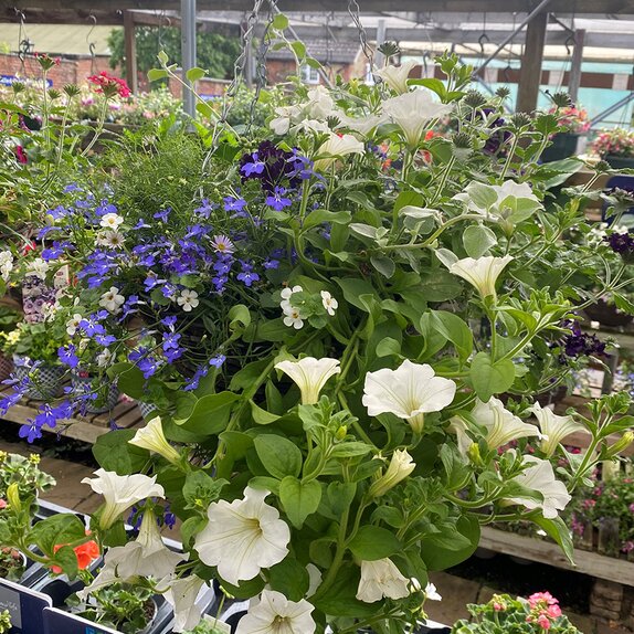 Hanging Basket Summer The Blues