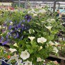 Hanging Basket Summer The Blues