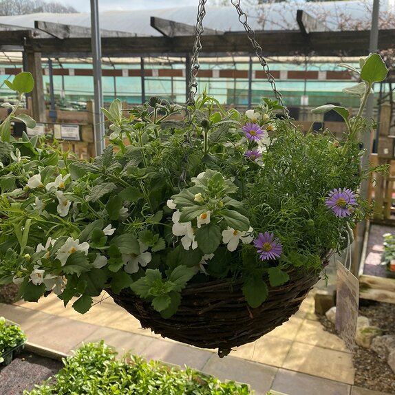 Hanging Basket The Blues