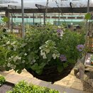 Hanging Basket The Blues