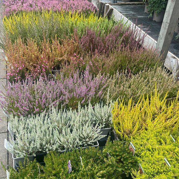 Heather 1 litre pot mixed varieties