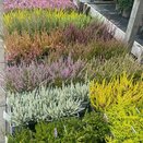 Heather 1 litre pot mixed varieties