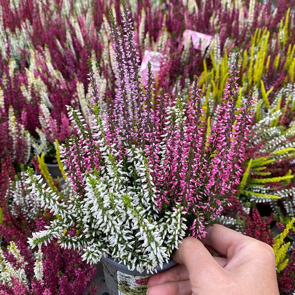 Heather Calluna vulgaris 'Trio-Girls' 