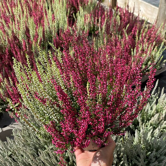 Heather Calluna vulgaris 'Twin Girls' ®