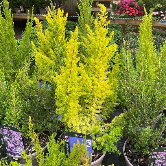 Heather Erica arb. 'Golden Smile'