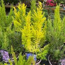 Heather Erica arb. 'Golden Smile'