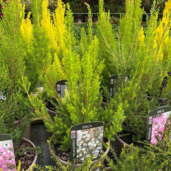 Heather Erica aus. 'Polar Express'