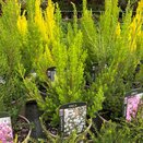 Heather Erica aus. 'Polar Express'