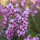 Heather Erica darley. Darley Pink 9cm pot - image 2
