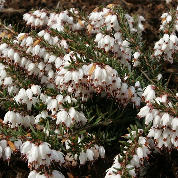Heather Erica darley. 'White Perfection'
