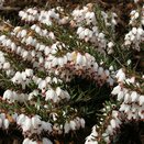 Heather Erica darley. 'White Perfection'