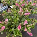 Hebe Addenda® Petita Pink