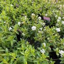 Hebe Addenda® Petita White Improved