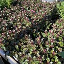 Hebe Addenda® Vinoa Pink