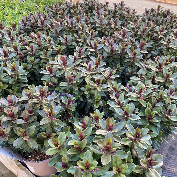 Hebe Addenda® Vinoa Purple