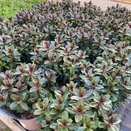 Hebe Addenda® Vinoa Purple