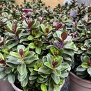 Hebe Addenda® Vinoa Purple