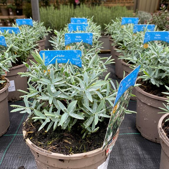 Hebe Blue Star