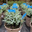 Hebe Blue Star