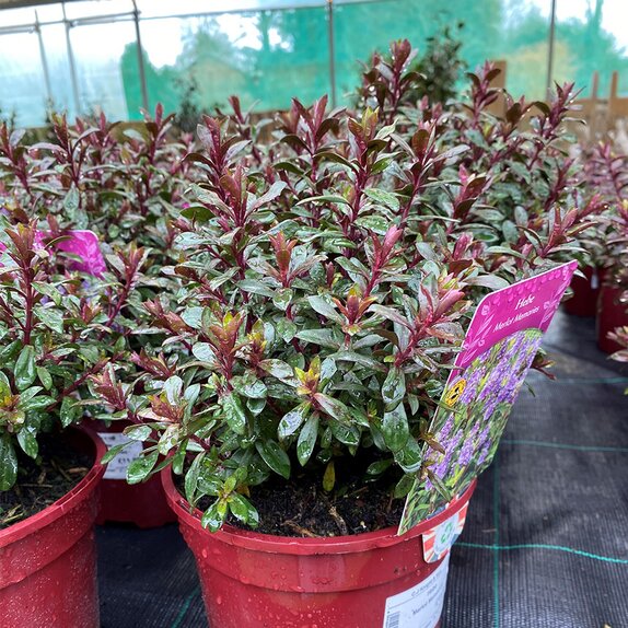 Hebe Merlot Memories