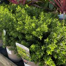 Hebe odora New Zealand Gold