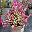 Hebe Purple Shamrock - image 1