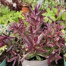 Hebe Purple Shamrock - image 2