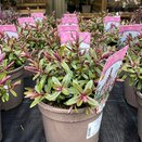 Hebe Rose Sparkler
