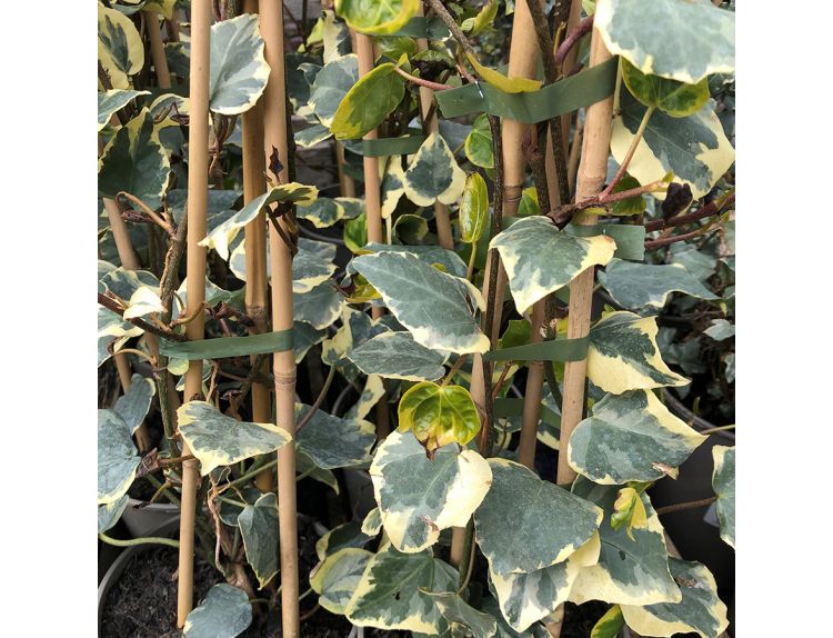 Hedera colchica Dentata Variegata