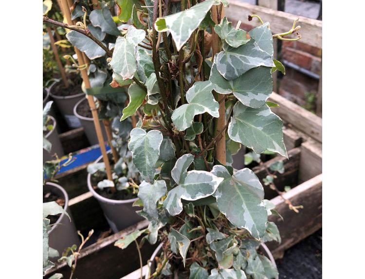 Hedera Helix Glacier