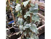 Hedera Helix Glacier
