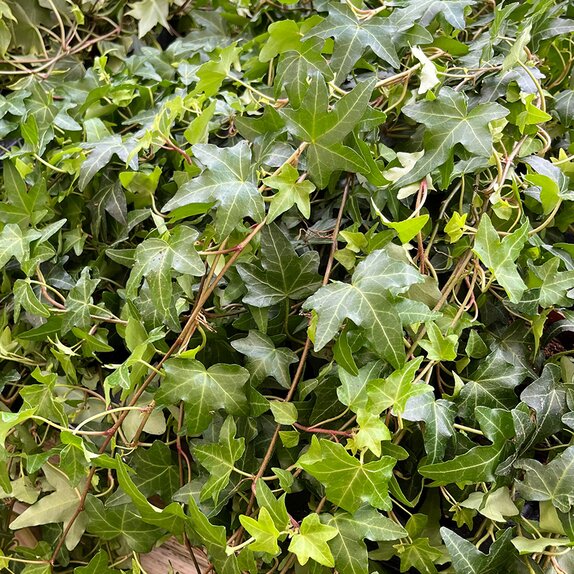 Hedera helix Jacobine - image 1
