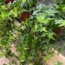 Hedera helix Jacobine - image 2