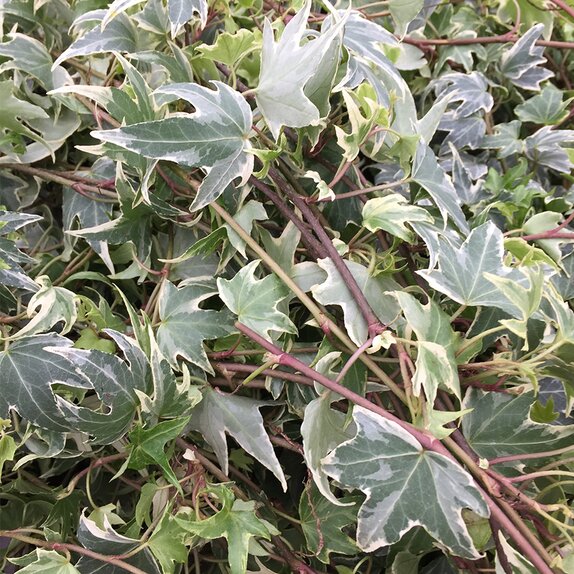 Hedera helix 'White Ripple' White Ripple 13cm