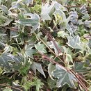 Hedera helix 'White Ripple' White Ripple 13cm