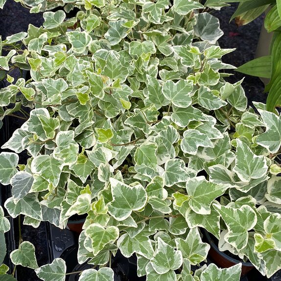 Hedera helix 'White Wonder' 13cm pot