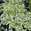 Hedera helix 'White Wonder' 13cm pot