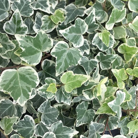 Hedera helix White Wonder 9cm pot