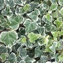 Hedera helix White Wonder 9cm pot