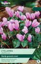 Hederifolium - Cyclamen 