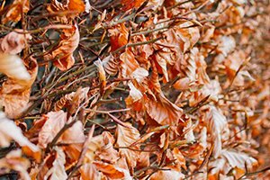 Hedging