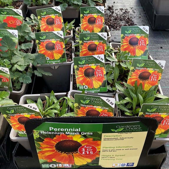 Helenium Mardi Gras - image 1