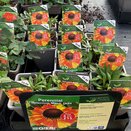 Helenium Mardi Gras - image 1